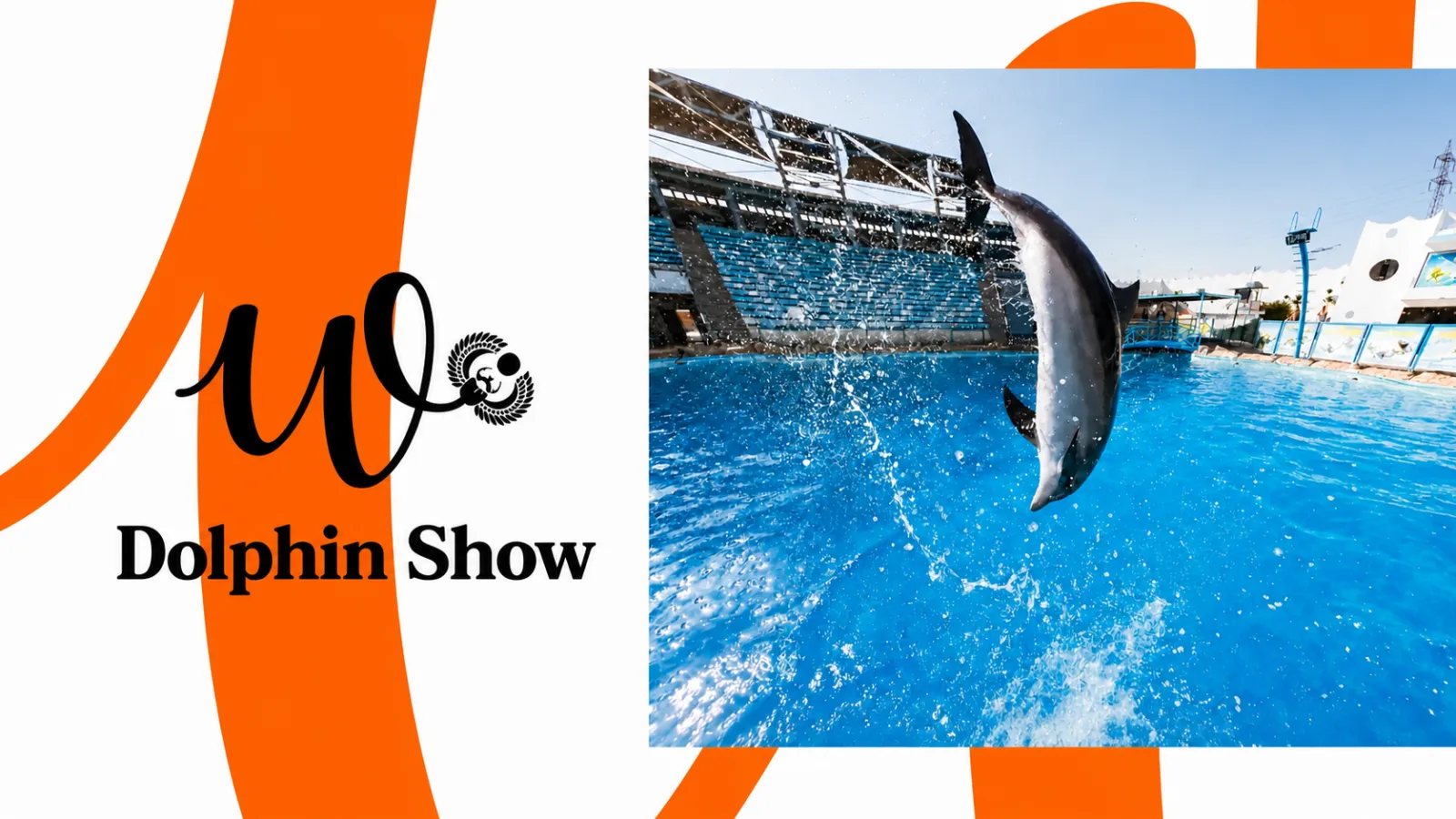 Dolphin Show in Hurghada | Optional Swimming Experience